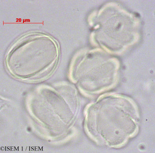 ISEM 1/Phacelia_secunda_28853/Phacelia_secunda_28853_0001(copy)_thumb.jpg